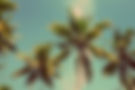 Palm Trees